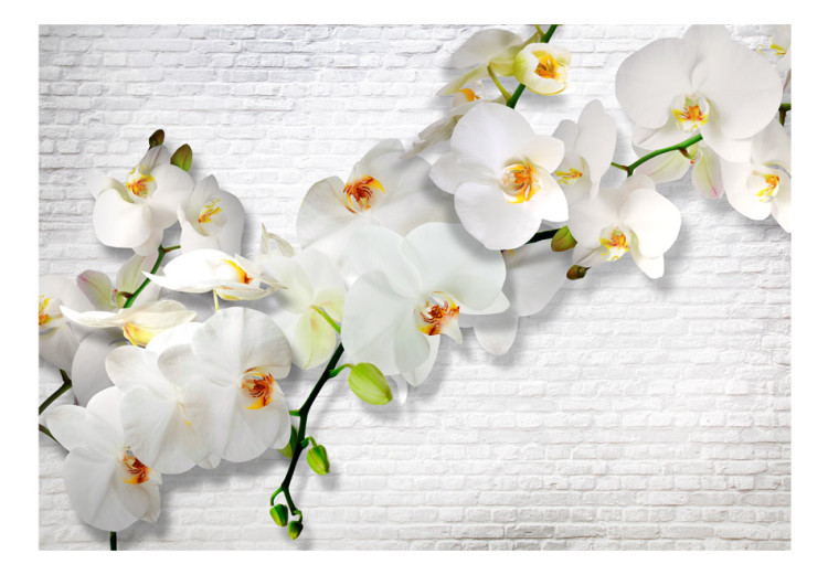 Fototapet Blomstrande natur - komposition med en orkidé med knoppar mot en vit mur 61871 additionalImage 1