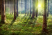 Fototapet Fantastisk morgon - grönskande skog i morgonsol 60581