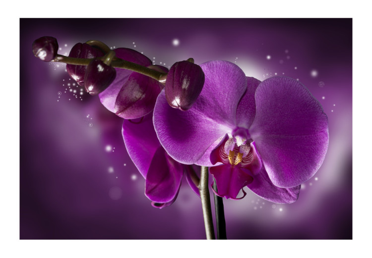 Fototapet Sagan och orkidén - fantasimotiv med lila nyanser av blommor 60191 additionalImage 1