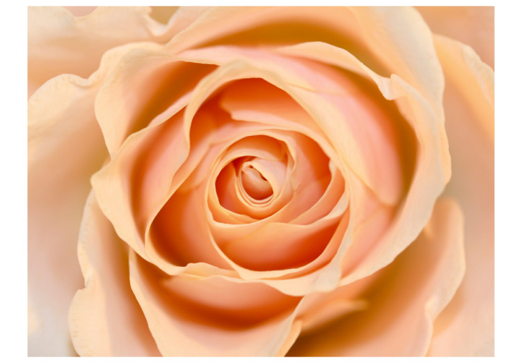 Fototapet Persikorosa ros - naturligt växtmotiv med en ros i centrum 60302 additionalImage 1