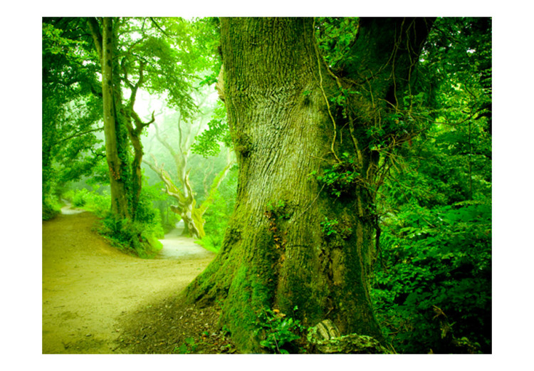 Fototapet Skogsstig - landskapsvy med väg omgiven av träd med gröna löv 60502 additionalImage 1