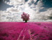 Fototapet Fuchsia-färgad äng - blomsteräng med träd och moln på himlen 59922