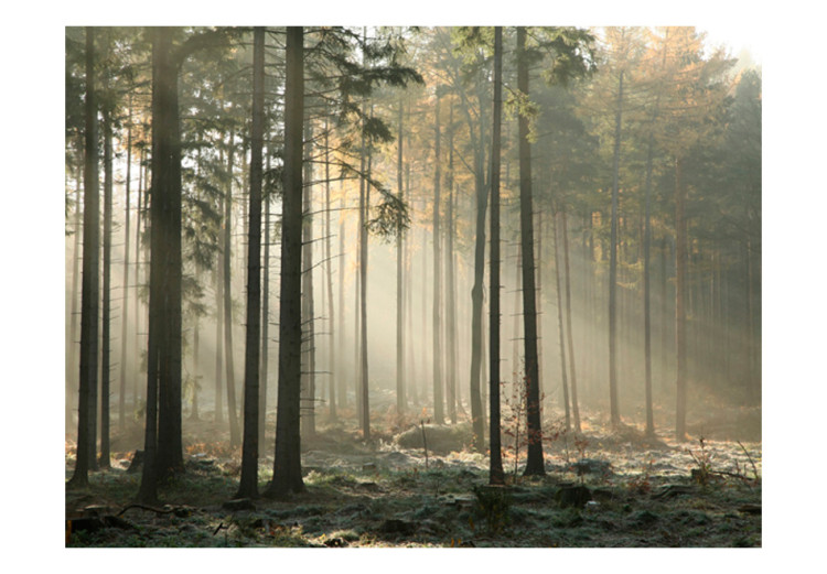Fototapet Novembermorgon - landskapsvy med skog med höga träd i höstlig dimma 60522 additionalImage 1