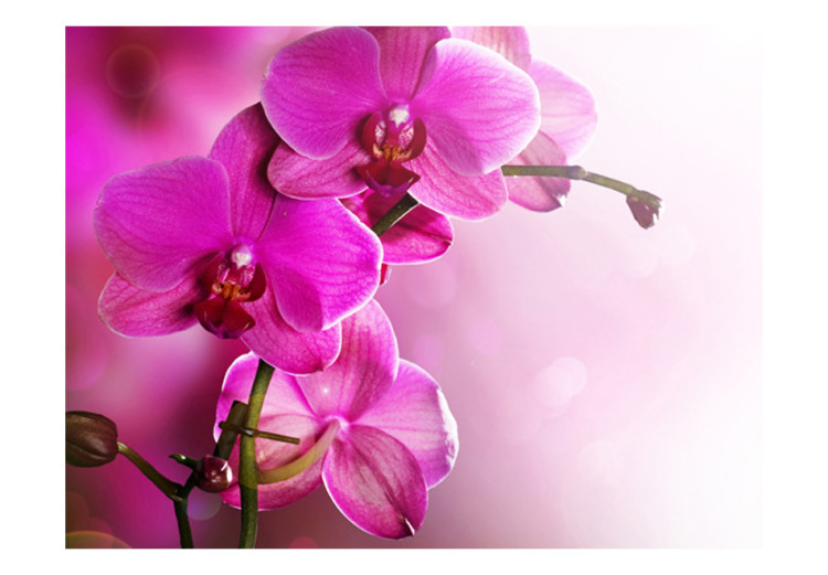 Fototapet Rosa orkidéblommor - naturligt blommotiv på en mjuk bakgrund 60622 additionalImage 1