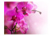 Fototapet Rosa orkidéblommor - naturligt blommotiv på en mjuk bakgrund 60622 additionalThumb 1