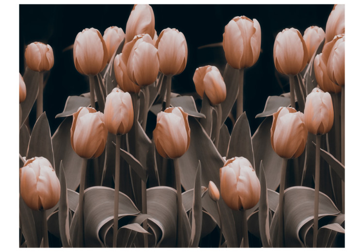 Fototapet Natur - blommotiv med röda tulpaner på svart bakgrund 60342 additionalImage 1