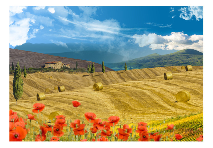 Fototapet Italienska Toscana - landskap i en by med träd på gyllene ängar 59852 additionalImage 1