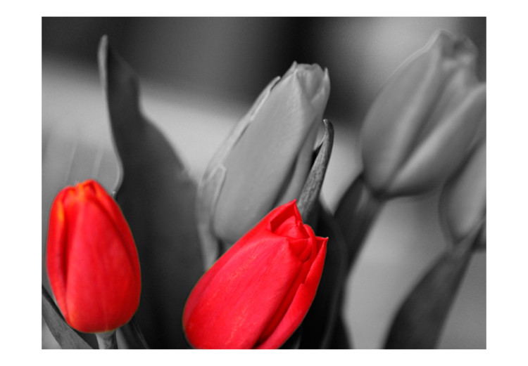 Fototapet Röda tulpaner på svart och vit bakgrund 60352 additionalImage 1