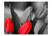 Fototapet Röda tulpaner på svart och vit bakgrund 60352 additionalThumb 1