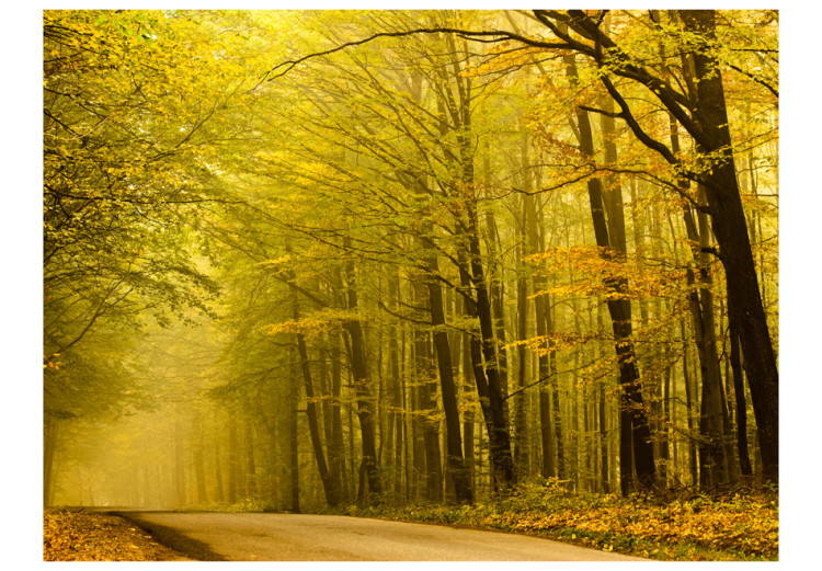 Fototapet Väg genom höstskogen - landskap med skogsväg och gula löv på träden 60272 additionalImage 1