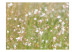 Fototapet Vita delikata blommor - solig äng med närbild på blommor 60472 additionalThumb 1