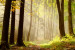 Fototapet Promenad i skogen - landskap med en stig mellan träden i solsken 60572