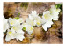 Fototapet Blommornas skönhet - vit fresia med skugga mot en brun träbakgrund 61872 additionalThumb 1
