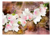 Fototapet Finesse av naturen - vita magnolior på gammalt trä med spegling 62272 additionalThumb 1