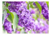 Fototapet Vårdagdröm - vårmotiv med närbild på blommor och lindblad 60682 additionalThumb 1