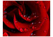 Fototapet Röd ros och daggdroppar - naturligt växtmotiv med en ros 60303 additionalThumb 1