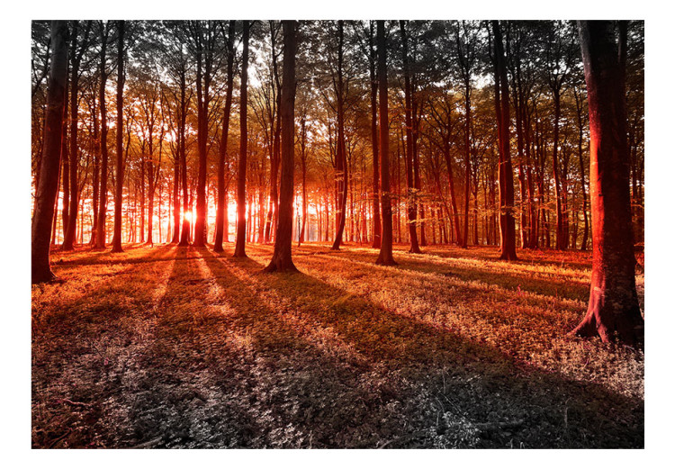 Fototapet Höst morgon i skogen - landskapsvy med skog med höga träd och sol 60503 additionalImage 1
