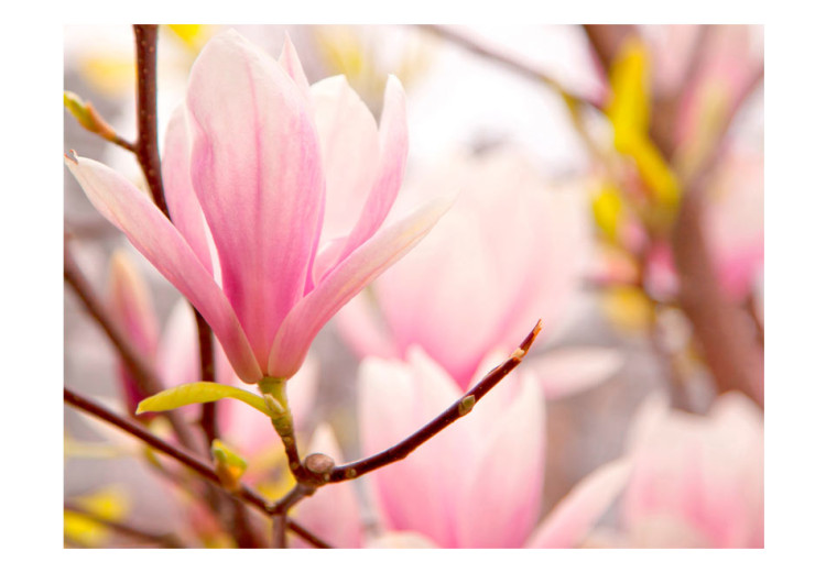 Fototapet Blommande magnolia - växtmotiv med närbild på magnoliablomma 60413 additionalImage 1