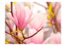 Fototapet Blommande magnolia - växtmotiv med närbild på magnoliablomma 60413 additionalThumb 1