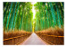 Fototapet Bamboo Forest 64513 additionalThumb 1