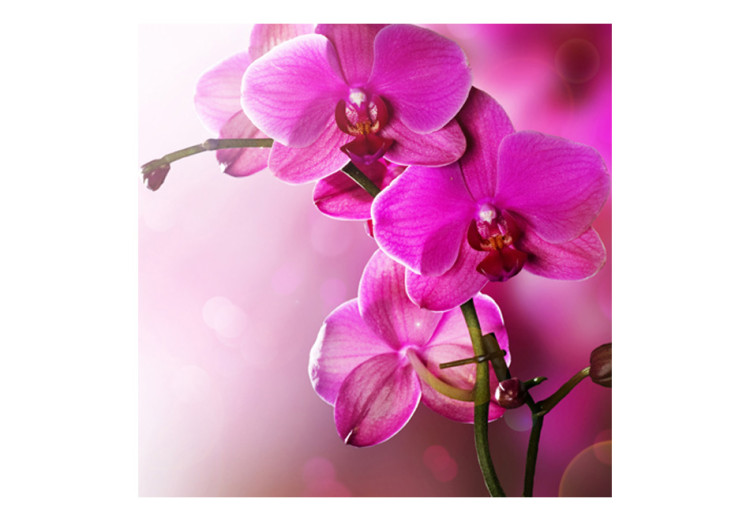 Fototapet Rosa orkidéblommor - fräscha blommor på en mjuk bakgrund 60623 additionalImage 1