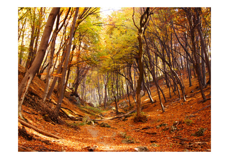 Fototapet Skog i höstfärger - landskap i naturen på hösten med fallna löv 59843 additionalImage 1