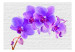 Fototapet Fiolett stimulans - blommotiv av orkidéer på vit tegelbakgrund 60243 additionalThumb 1