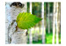 Fototapet Björkblad - ljus skogsvy med ett björkträd och solstrålar 60443 additionalThumb 1