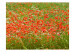 Fototapet Blomsteräng - grön äng med röda maskor i centrum 60393 additionalThumb 1