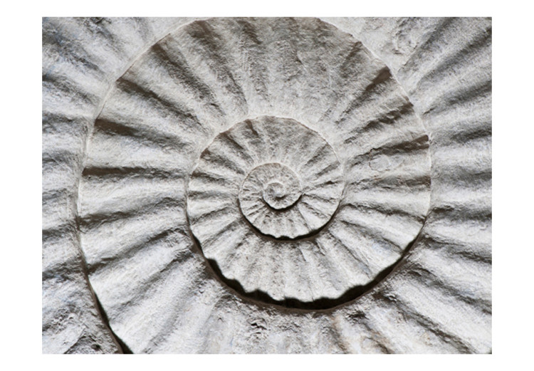 Fototapet Stenammonit - abstraktion av ett mönster av en vitgrå snäcka från havet 61004 additionalImage 1