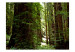 Fototapet Grön skog - skogslandskap med gamla träd och gröna löv i centrum 60524 additionalThumb 1
