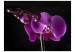 Fototapet Elegant  orchis 60624 additionalThumb 1