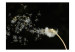 Fototapet Blommomotiv - närbild på en maskros i vinden på svart bakgrund 60634 additionalThumb 1