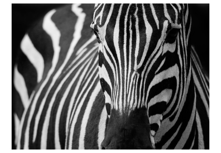 Fototapet Afrikas natur - en monolitiskt zebramönster i svartvitt på svart bakgrund 61344 additionalImage 1