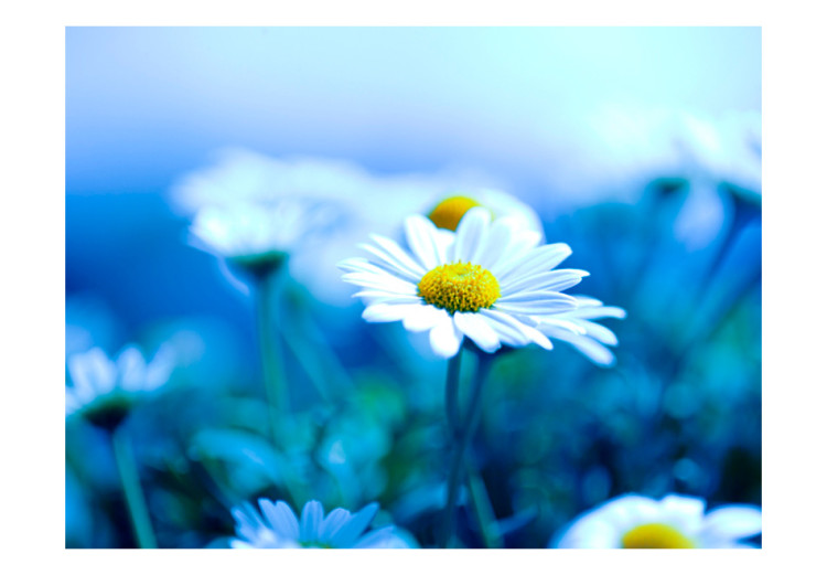 Fototapet Prästkragar på blå äng - blomma i makrouppfattning på växtbakgrund 60464 additionalImage 1