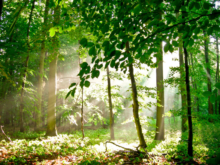 Fototapet Skog - sommar - landskap med höga träd i solsken 60564