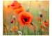Fototapet Sommarförtrollning - närbild på röda blommor och sommaräng 60374 additionalThumb 1