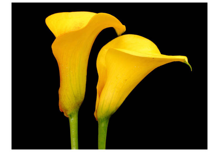 Fototapet Två gula kallor på svart bakgrund - växtmotiv med blommor i centrum 60674 additionalImage 1