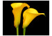 Fototapet Två gula kallor på svart bakgrund - växtmotiv med blommor i centrum 60674 additionalThumb 1