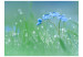 Fototapet Äng - i morgonsolens sken - blomma i vattendroppar mot himmelsbakgrund 60484 additionalThumb 1