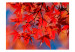 Fototapet Japansk lönn - höstiga röda löv på en gren av ett träd i solen 59925 additionalThumb 1