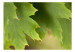 Fototapet Blad - naturligt växtmotiv med närbild på trädens blad 60425 additionalThumb 1