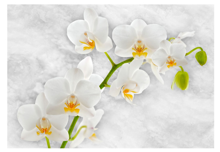 Fototapet Lyrisk orkidé - ljust blommigt motiv i vitt med gröna inslag 60235 additionalImage 1