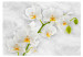 Fototapet Lyrisk orkidé - ljust blommigt motiv i vitt med gröna inslag 60235 additionalThumb 1