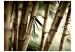 Fototapet Fog and bamboo forest 61455 additionalThumb 1