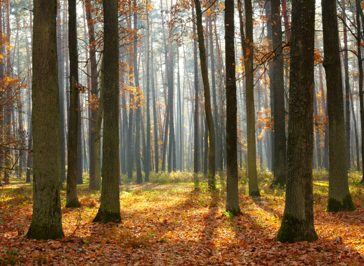 Fototapet Höstträd - skogslandskap med höga träd och färgglada löv 60565
