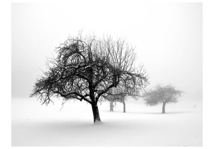 Fototapet Winter: Trees 60426 additionalImage 1