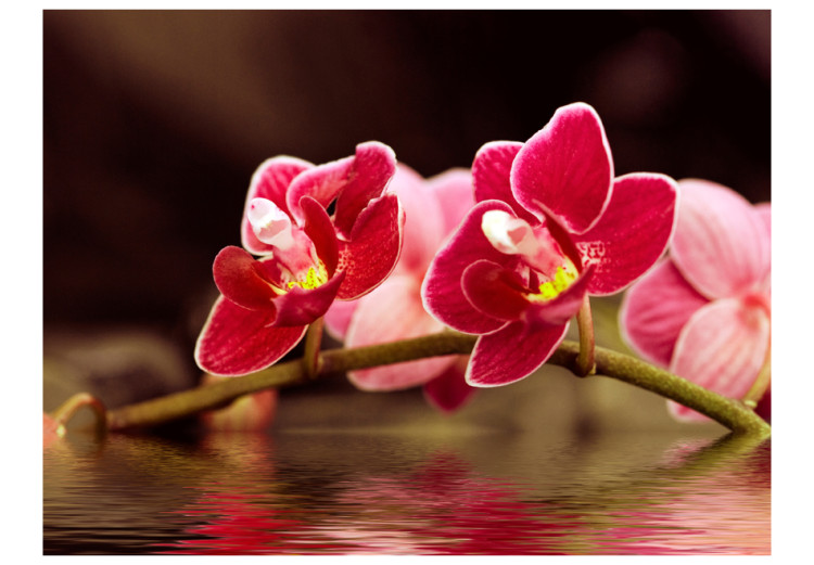 Fototapet Vacker orkidé blommor på vattnet 60626 additionalImage 1