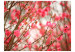 Fototapet Blommande natur - delikata rosa blommor mot suddig bakgrund av växter 60436 additionalThumb 1