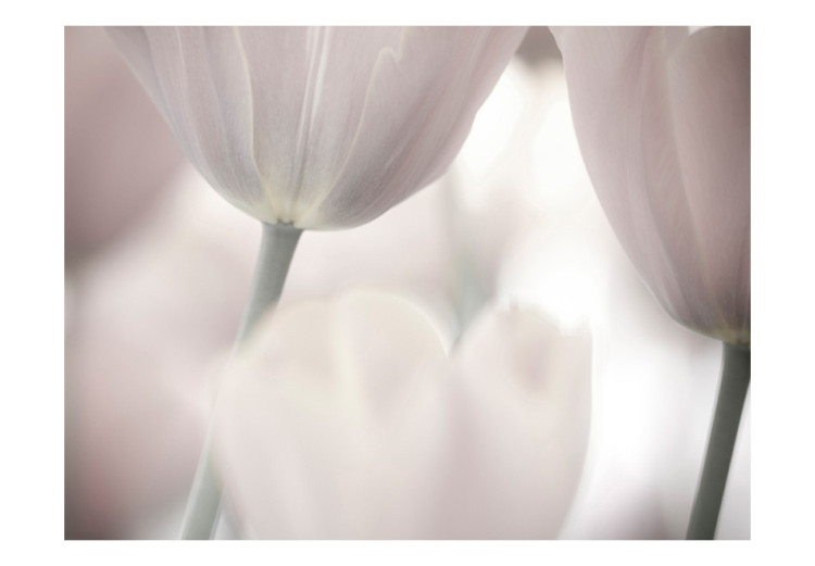 Fototapet Svartvita tulpaner - närbild på blommor med suddig bakgrund 60636 additionalImage 1